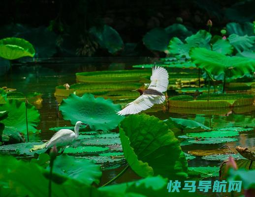 夏天很热有什么解暑的好方法？2023年夏天最热的是哪几天