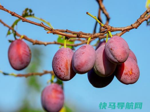 晚上吃西梅可以减肥吗？西梅洗过了还会有白白的吗