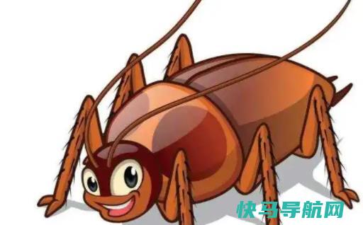 蟑螂会爬到耳朵里吗蟑螂爬到身上会怎么样
